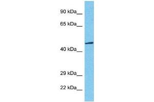 Western Blotting (WB) image for anti-T-Box 20 (TBX20) (N-Term) antibody (ABIN2777791)