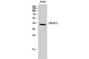 Western Blotting (WB) image for anti-Activating Transcription Factor 4 (Tax-Responsive Enhancer Element B67) (ATF4) (Ser158) antibody (ABIN3174553) (ATF4 抗体  (Ser158))