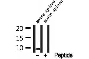 Western blot analysis of extracts from mouse spleen, using NDUFC1 Antibody. (NDUFC1 抗体  (C-Term))