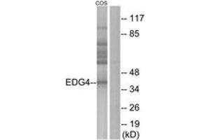 Western blot analysis of extracts from COS7 cells, using EDG4 Antibody. (EDG4 抗体  (AA 271-320))