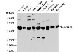 Western blot analysis of extracts of various cell lines, using  antibody (ABIN6131457, ABIN6136501, ABIN6136502 and ABIN6217106) at 1:3000 dilution. (ARPM1 抗体  (AA 1-130))