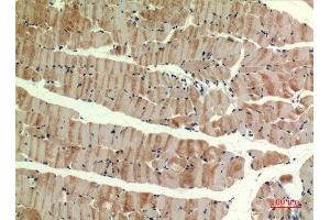 Immunohistochemistry (IHC) analysis of paraffin-embedded Mouse Muscle, antibody was diluted at 1:100. (MUTYH 抗体  (pan))