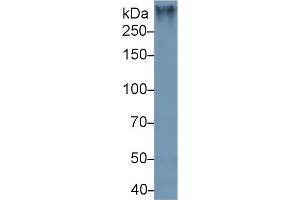 Detection antibody from the kit in WB with Positive Control:  Sample Mouse Colon lysate. (MUC2 ELISA 试剂盒)