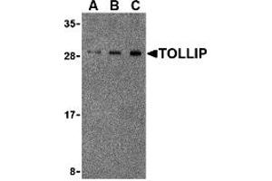 Western Blotting (WB) image for anti-Toll Interacting Protein (TOLLIP) (Middle Region) antibody (ABIN1031139) (TOLLIP 抗体  (Middle Region))