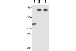 Western blot analysis using AOF2 monoclonal antibody, clone 1B2E5  against truncated AOF2 recombinant protein (Lane 1), HeLa (Lane 2) and Jurkat (Lane 3) cell lysate.