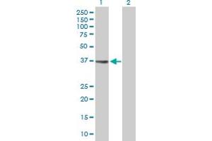 Western Blot analysis of MGC3207 expression in transfected 293T cell line by MGC3207 MaxPab polyclonal antibody. (MRI1 抗体  (AA 1-369))