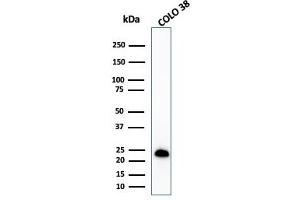 Western Blot Analysis of COLO-38 cell lysate using MART-1 Rabbit Recombinant Monoclonal Antibody (MLANA/1409R). (Recombinant MLANA 抗体)