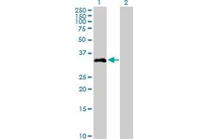 Western Blot analysis of FGL1 expression in transfected 293T cell line by FGL1 MaxPab polyclonal antibody.