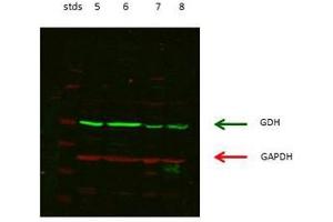 lanes 5: rat kidney cordex   lanes 6: rat kidney proximal tubules prepped from cortex   lanes 7: LLCPK-F+ pig kidney proximal tubule tissue culture lysate   lanes 8: rat brain supernatant (GLUD1 抗体  (N-Term))