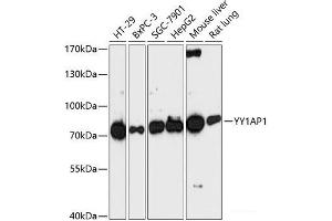 Western blot analysis of extracts of various cell lines using YY1AP1 Polyclonal Antibody at dilution of 1:3000. (YY1AP1 抗体)