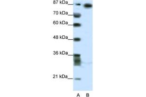 Western Blotting (WB) image for anti-Myoneurin (MYNN) antibody (ABIN2460663) (Myoneurin 抗体)
