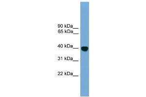 WB Suggested Anti-Klf2 Antibody Titration: 0. (KLF2 抗体  (N-Term))