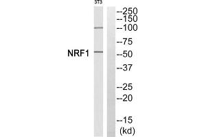 Western blot analysis of extracts from 3T3 cells, using NFE2L1 antibody. (NFE2L1 抗体  (Internal Region))