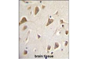 ZMYND10 Antibody (Center) (ABIN656033 and ABIN2845406) immunohistochemistry analysis in formalin fixed and paraffin embedded human brain tissue followed by peroxidase conjugation of the secondary antibody and DAB staining. (ZMYND10 抗体  (AA 321-348))