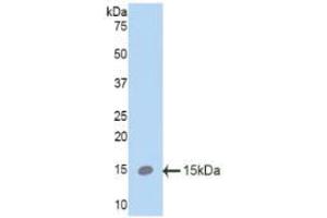 Western blot analysis of recombinant Mouse SPC.