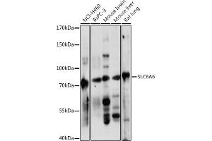 Western blot analysis of extracts of various cell lines, using SLC6 antibody (ABIN7270739) at 1:1000 dilution. (TAUT 抗体  (AA 250-320))