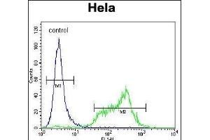 SRPK1 Antibody (N-term) (ABIN391794 and ABIN2841649) flow cytometric analysis of Hela cells (right histogram) compared to a negative control cell (left histogram). (SRPK1 抗体  (N-Term))