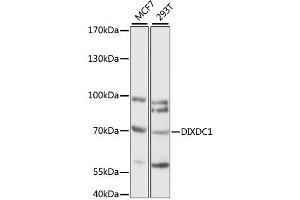 Western blot analysis of extracts of various cell lines, using DIXDC1 antibody (ABIN6292523) at 1:1000 dilution. (DIXDC1 抗体)