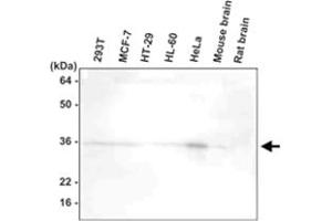 Western blot analysis of 293T , MCF - 7 , HT - 29 , HL - 60 , HeLa , mouse brain , and rat brain extracts were resolved by SDS - PAGE , transferred to PVDF membrane and probed with HTRA2 monoclonal antibody , clone 1B3 (1 : 1000)  . (HTRA2 抗体  (AA 134-458))