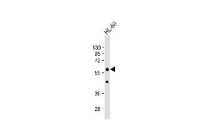 Anti-POLG2 Antibody (Center) at 1:1000 dilution + HL-60 whole cell lysate Lysates/proteins at 20 μg per lane. (POLG2 抗体  (AA 205-234))