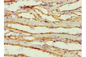 Immunohistochemistry of paraffin-embedded human kidney tissue using ABIN7143846 at dilution of 1:100 (AMY2B 抗体  (AA 16-320))