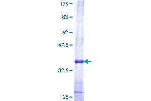 Stabilin 2 (STAB2) (AA 367-465) protein (GST tag)