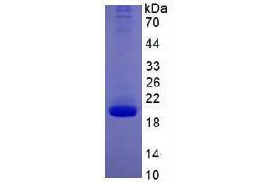 Image no. 1 for Interleukin 10 (IL10) (AA 19-178) (Active) protein (His tag) (ABIN6239730)