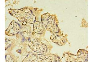 Immunohistochemistry of paraffin-embedded human placenta tissue using ABIN7161713 at dilution of 1:100 (NOSTRIN 抗体  (AA 1-322))