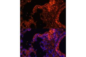 Immunofluorescence (IF) image for anti-Spectrin alpha 1, Erythrocytic (SPTA1) (AA 940-1160) antibody (ABIN6148401)