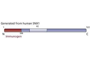 Image no. 3 for anti-Sorting Nexin 1 (SNX1) (AA 1-108) antibody (ABIN968558) (Sorting Nexin 1 抗体  (AA 1-108))
