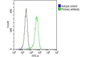 Overlay histogram showing Hela cells stained with (ABIN6242353 and ABIN6577183)(green line). (GARS 抗体  (AA 35-305))