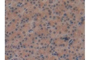 DAB staining on IHC-P; Samples: Rat Stomach Tissue (ATP6AP2 抗体  (AA 18-302))