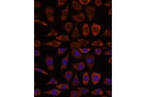 Immunofluorescence analysis of L929 cells using GRHPR antibody (ABIN7267486) at dilution of 1:100. (GRHPR 抗体  (AA 100-328))