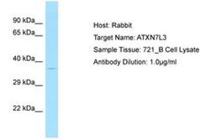 Image no. 1 for anti-Ataxin 7-Like 3 (ATXN7L3) (AA 126-175) antibody (ABIN6750086) (ATXN7L3 抗体  (AA 126-175))