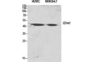 Western Blot (WB) analysis of specific cells using EMMPRIN Polyclonal Antibody.