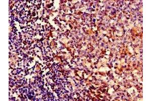 Immunocytochemistry analysis of human tonsil tissue using ABIN7151715 at dilution of 1:100 (ybeY 抗体  (AA 54-167))