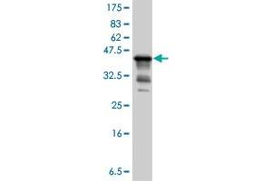 Western Blot detection against Immunogen (37. (GPC1 抗体  (AA 24-131))