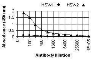 ELISA image for anti-Herpes Simplex Virus Type 2, Glycoprotein E (HSV2 gE) antibody (ABIN265568) (HSV-2 gE 抗体)