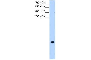 TMEM75 antibody used at 0. (TMEM75 抗体  (C-Term))