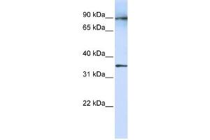 LRRC59 antibody used at 1 ug/ml to detect target protein. (LRRC59 抗体  (N-Term))