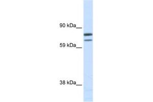 Western Blotting (WB) image for anti-Zinc Finger Protein, Multitype 1 (ZFPM1) antibody (ABIN2461458) (ZFPM1 抗体)
