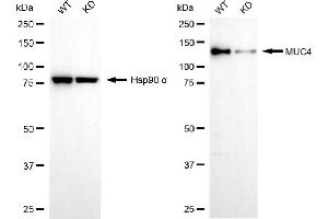 Western blotting analysis using MUC4 antibody (ABIN7799489). (Recombinant MUC4 抗体)