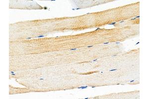 ABIN6259800 and ABIN6276695 at 1/100 staining Mouse muscle tissue by IHC-P.