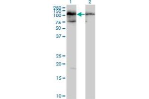 Western Blot analysis of TAF1C expression in transfected 293T cell line by TAF1C MaxPab polyclonal antibody. (TAF1C 抗体  (AA 1-775))