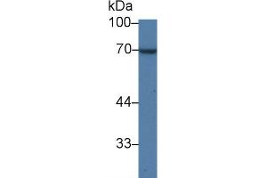 Western Blot; Sample: Human Lung lysate; Primary Ab: 1µg/ml Rabbit Anti-Human QSOX1 Antibody Second Ab: 0. (QSOX1 抗体  (AA 37-181))