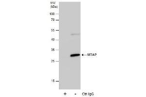 IP Image Immunoprecipitation of MTAP protein from HeLa whole cell extracts using 5 μg of MTAP antibody [N1C3], Western blot analysis was performed using MTAP antibody [N1C3], EasyBlot anti-Rabbit IgG  was used as a secondary reagent. (MTAP 抗体)
