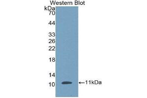 Western Blotting (WB) image for anti-Defensin, beta 1 (DEFB1) (AA 24-64) antibody (ABIN1174550) (beta Defensin 1 抗体  (AA 24-64))
