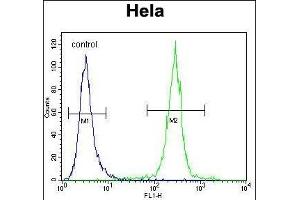 COCH Antibody (Center) (ABIN656833 and ABIN2846042) flow cytometric analysis of Hela cells (right histogram) compared to a negative control cell (left histogram). (COCH 抗体  (AA 399-428))
