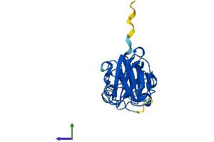 Protein Structure (PS) image for Crystallin, beta A2 (CRYbA2) (AA 1-197) protein (His tag) (ABIN7546765)