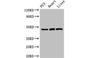 Western Blot Positive WB detected in: PC-3 whole cell lysate, Rat heart tissue, Rat liver tissue All lanes: ARRB2 antibody at 3.